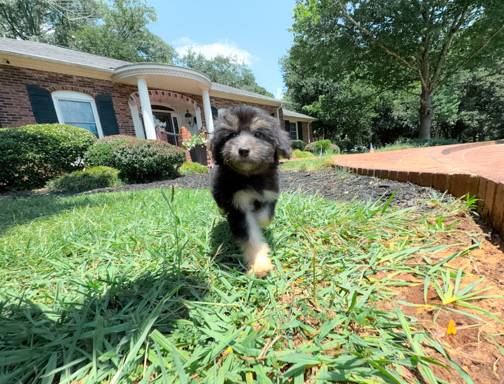 Cute Mini Aussiedoodle Poodle Mix Pup