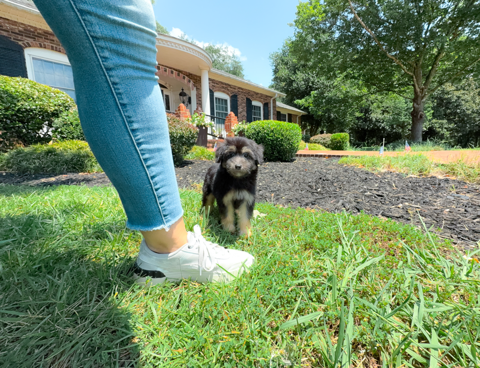 Best Mini Aussiedoodle Baby