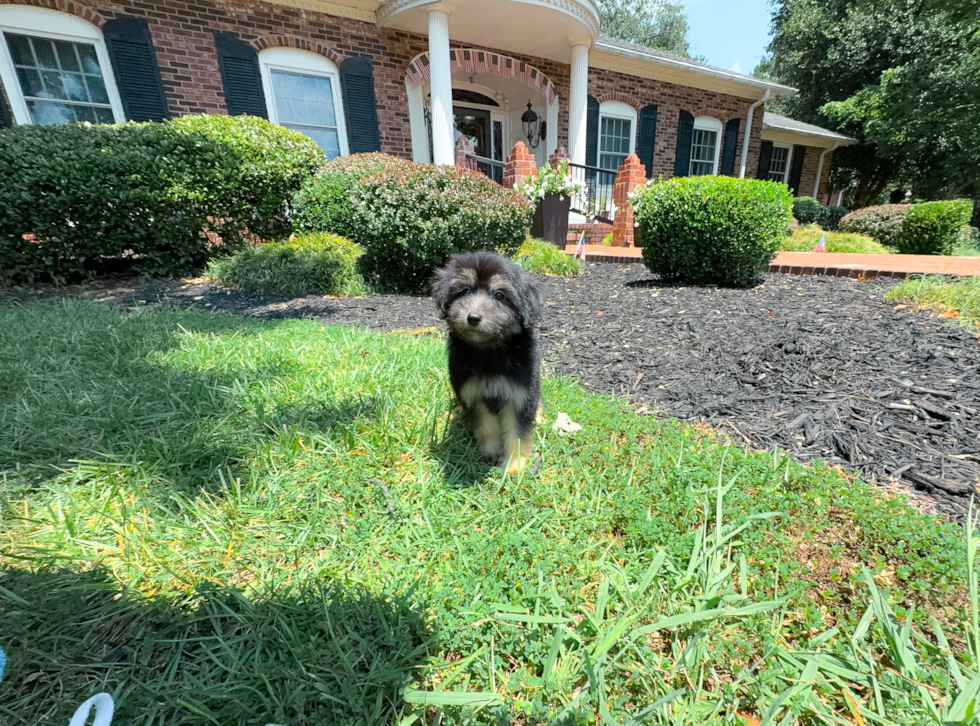 Mini Aussiedoodle Pup Being Cute