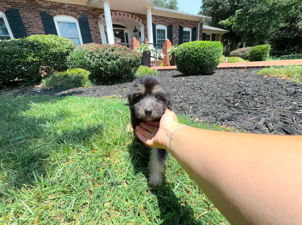 Cute Mini Aussiedoodle Poodle Mix Pup