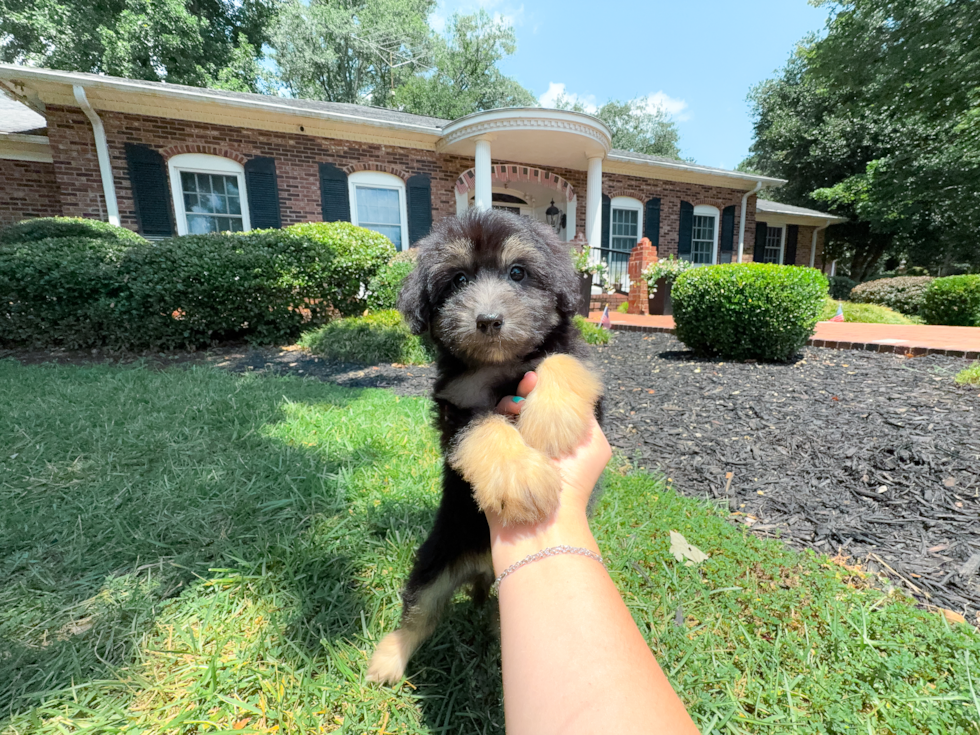 Mini Aussiedoodle Puppy for Adoption