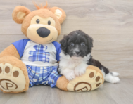 8 week old Mini Aussiedoodle Puppy For Sale - Simply Southern Pups
