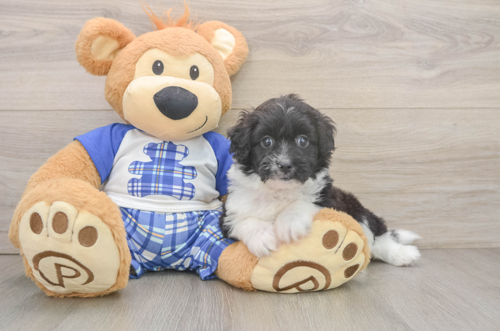 5 week old Mini Aussiedoodle Puppy For Sale - Simply Southern Pups