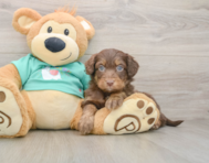 9 week old Mini Aussiedoodle Puppy For Sale - Simply Southern Pups