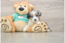 Happy Mini Aussiedoodle Baby