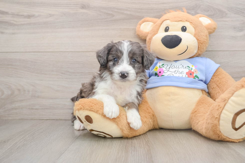 Sweet Mini Aussiedoodle Baby