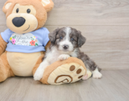 7 week old Mini Aussiedoodle Puppy For Sale - Simply Southern Pups