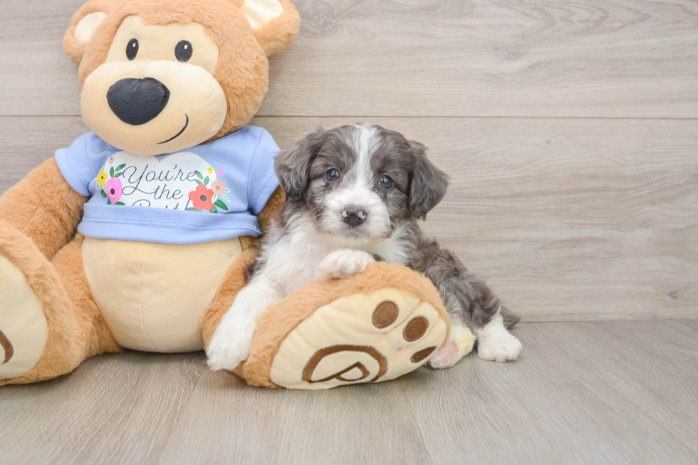 Hypoallergenic Aussiepoo Poodle Mix Puppy