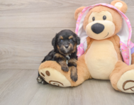 8 week old Mini Aussiedoodle Puppy For Sale - Simply Southern Pups