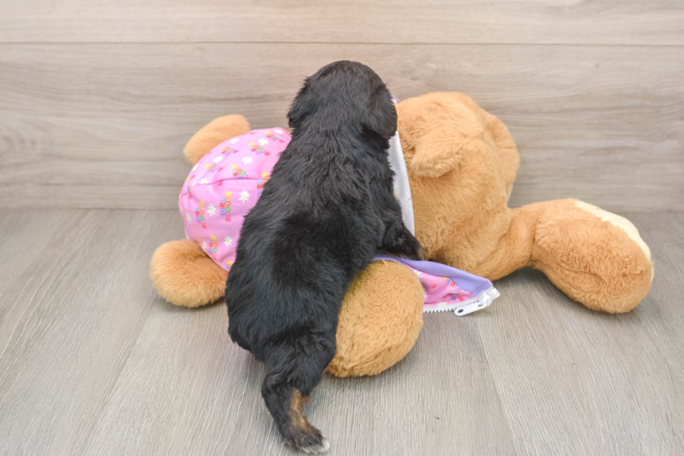 Best Mini Aussiedoodle Baby