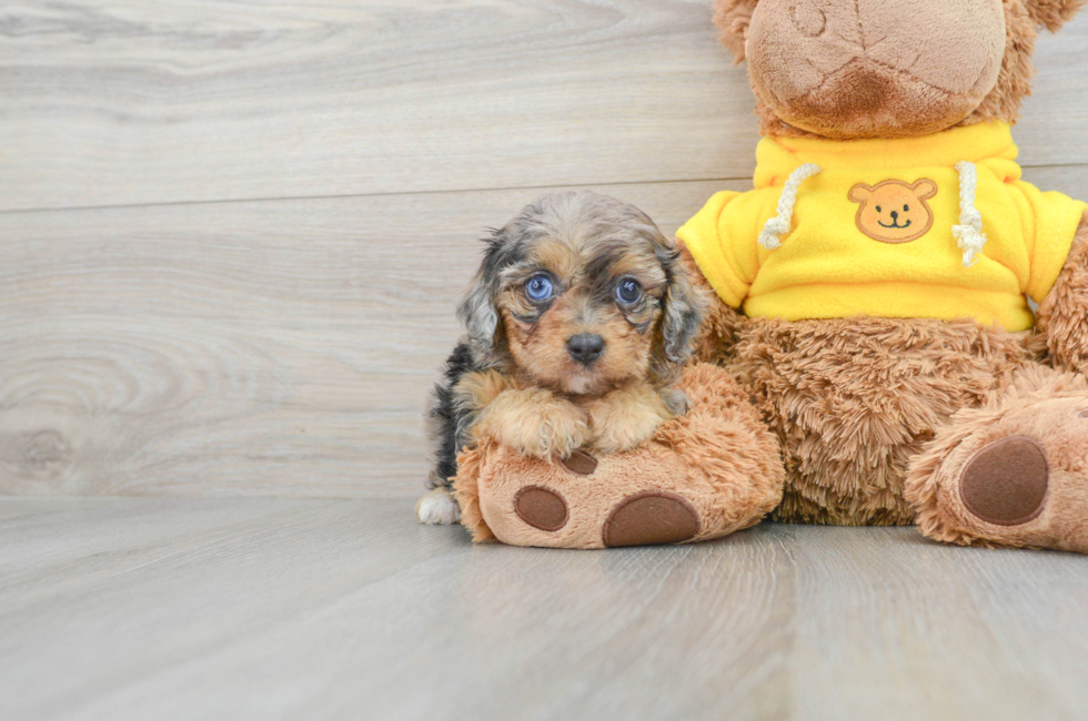 9 week old Mini Aussiedoodle Puppy For Sale - Simply Southern Pups