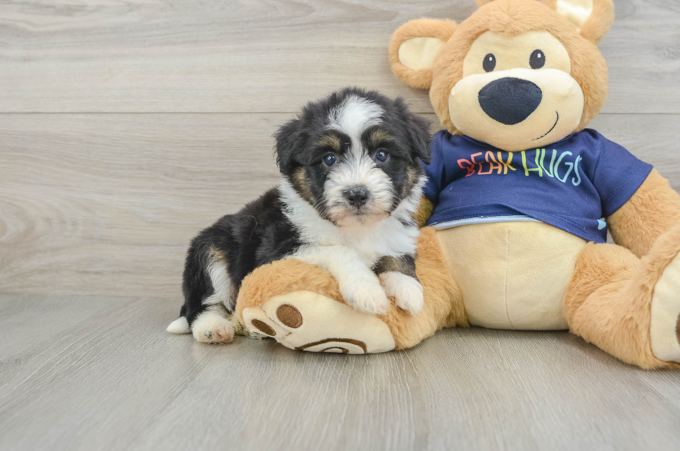 6 week old Mini Aussiedoodle Puppy For Sale - Simply Southern Pups