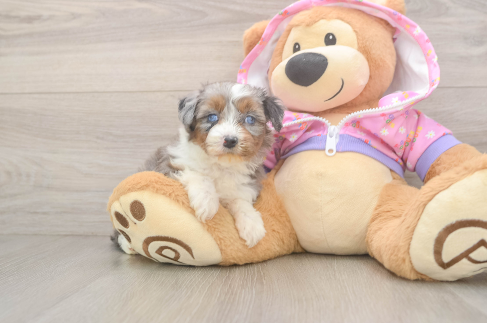 5 week old Mini Aussiedoodle Puppy For Sale - Simply Southern Pups