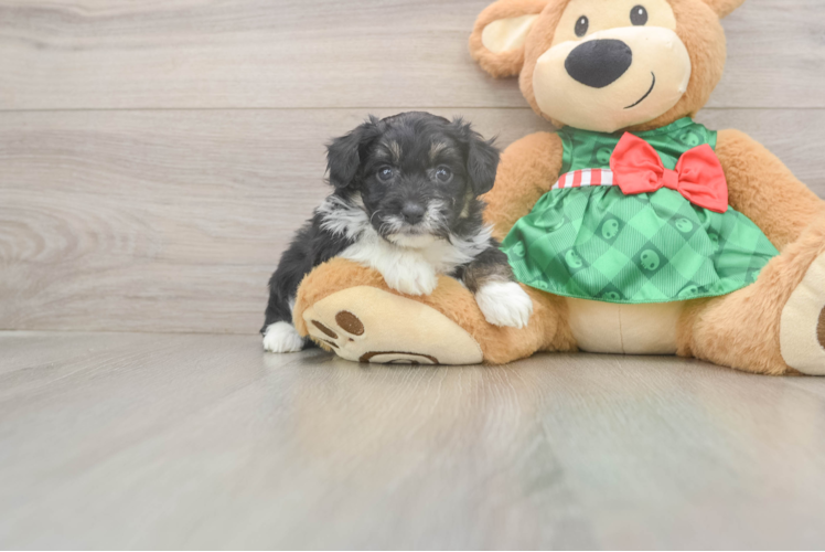 Little Mini Aussiepoo Poodle Mix Puppy