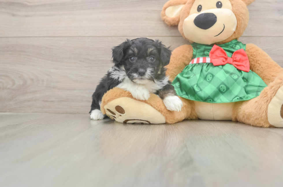 5 week old Mini Aussiedoodle Puppy For Sale - Simply Southern Pups