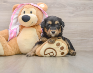 8 week old Mini Aussiedoodle Puppy For Sale - Simply Southern Pups