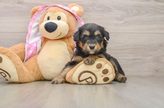 Mini Aussiedoodle Pup Being Cute