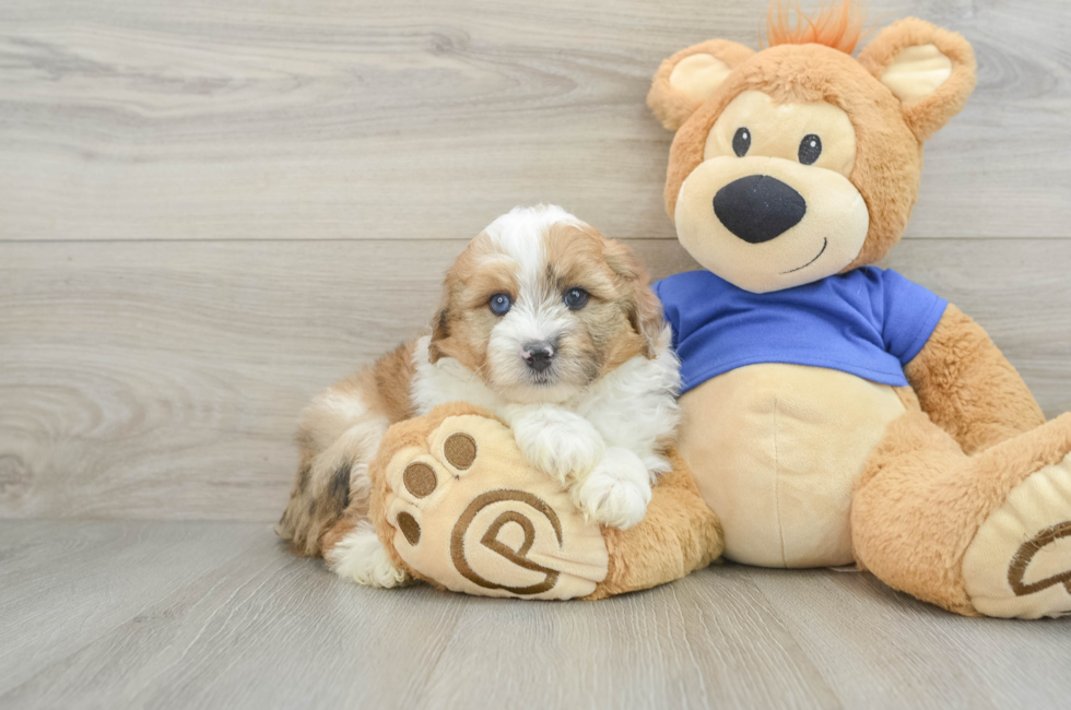 6 week old Mini Aussiedoodle Puppy For Sale - Simply Southern Pups