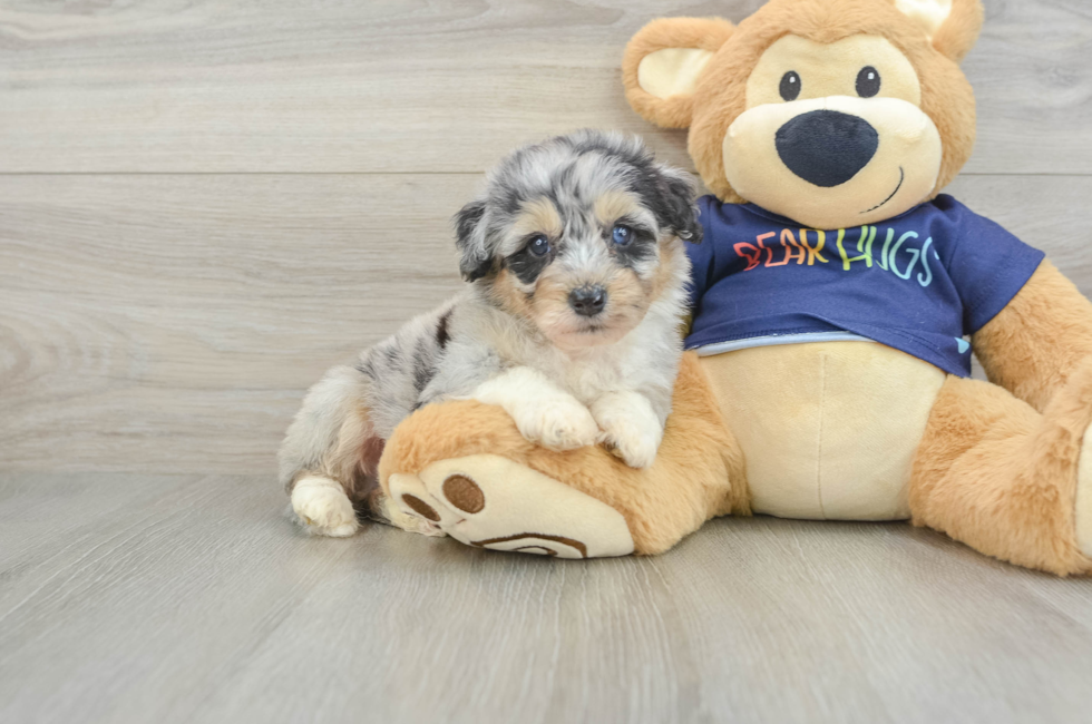 6 week old Mini Aussiedoodle Puppy For Sale - Simply Southern Pups