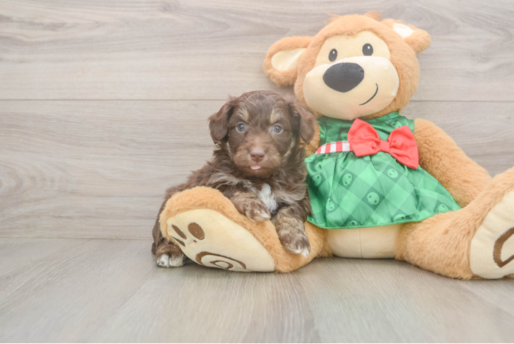 Popular Mini Aussiedoodle Poodle Mix Pup
