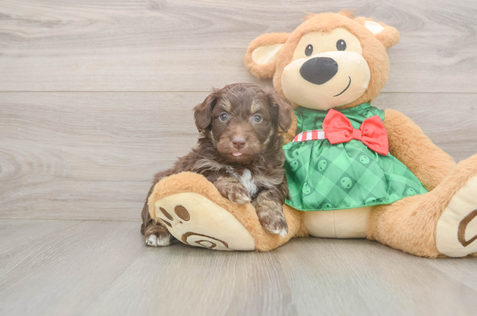 5 week old Mini Aussiedoodle Puppy For Sale - Simply Southern Pups