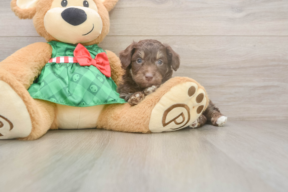 Mini Aussiedoodle Pup Being Cute