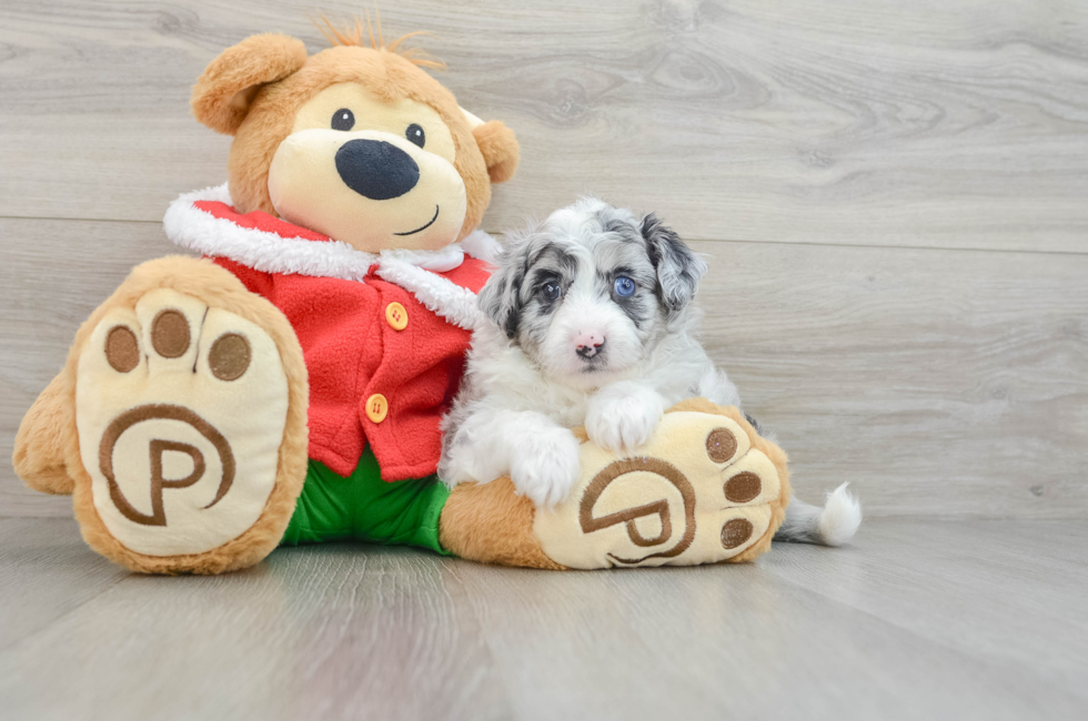 6 week old Mini Aussiedoodle Puppy For Sale - Simply Southern Pups