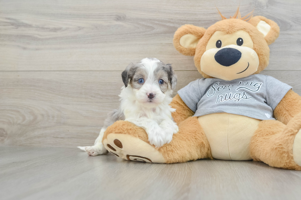 Cute Mini Aussiedoodle Baby