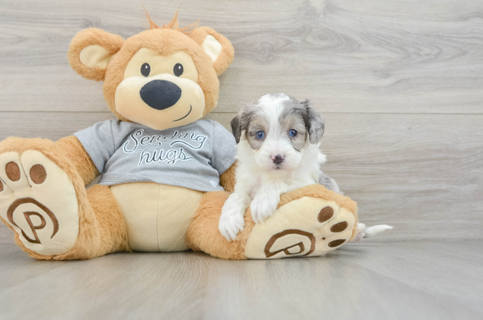 5 week old Mini Aussiedoodle Puppy For Sale - Simply Southern Pups