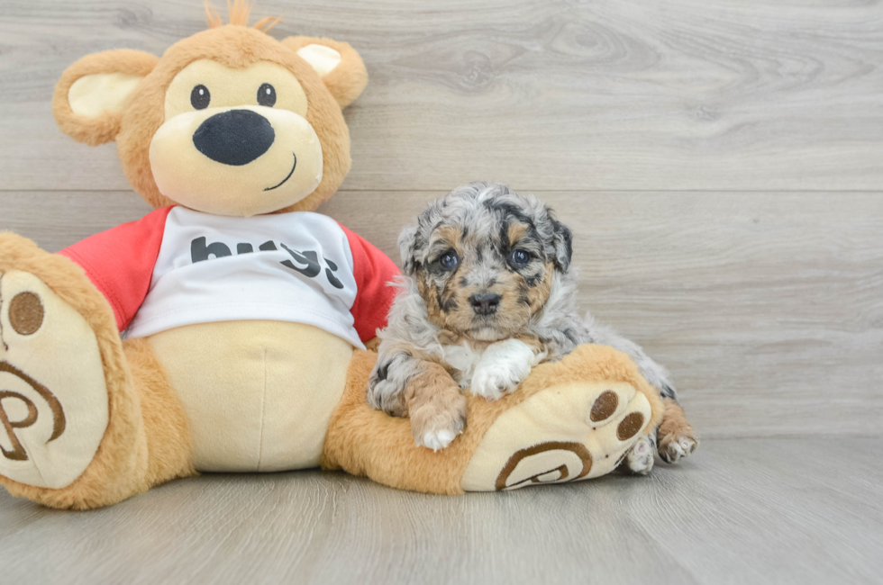 5 week old Mini Aussiedoodle Puppy For Sale - Simply Southern Pups