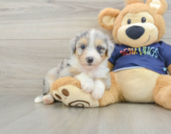 8 week old Mini Aussiedoodle Puppy For Sale - Simply Southern Pups