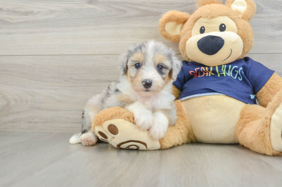 6 week old Mini Aussiedoodle Puppy For Sale - Simply Southern Pups