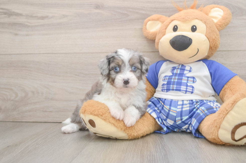 5 week old Mini Aussiedoodle Puppy For Sale - Simply Southern Pups