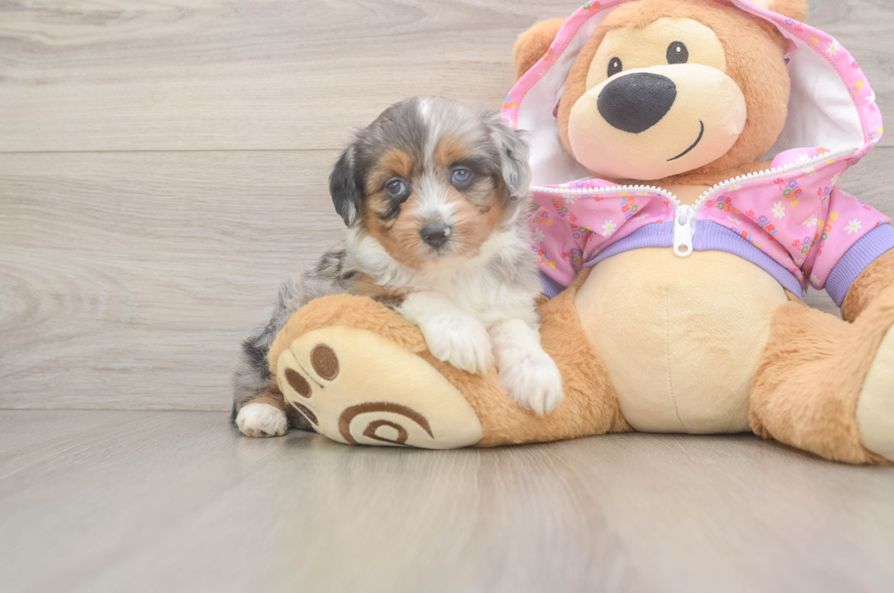 5 week old Mini Aussiedoodle Puppy For Sale - Simply Southern Pups