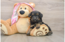Mini Aussiedoodle Pup Being Cute