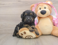 9 week old Mini Aussiedoodle Puppy For Sale - Simply Southern Pups