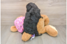 Best Mini Aussiedoodle Baby
