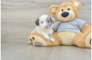 Friendly Mini Aussiedoodle Baby