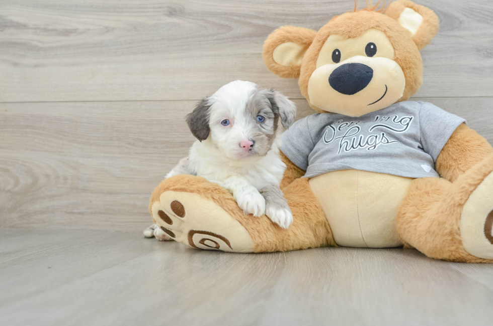 5 week old Mini Aussiedoodle Puppy For Sale - Simply Southern Pups