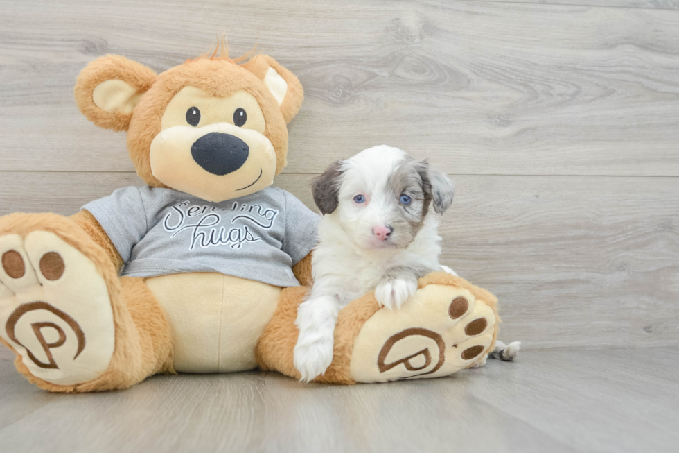 Cute Mini Aussiedoodle Baby