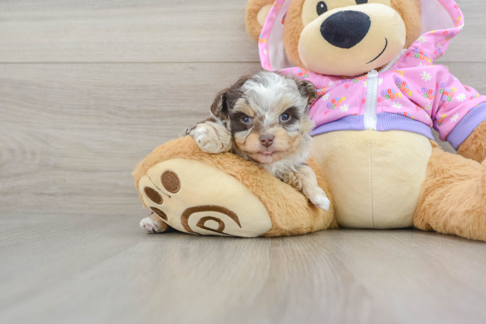 Fluffy Mini Aussiedoodle Poodle Mix Pup