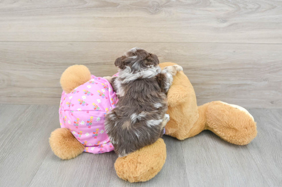 Hypoallergenic Aussiepoo Poodle Mix Puppy