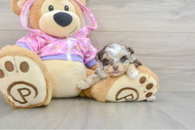 Mini Aussiedoodle Puppy for Adoption