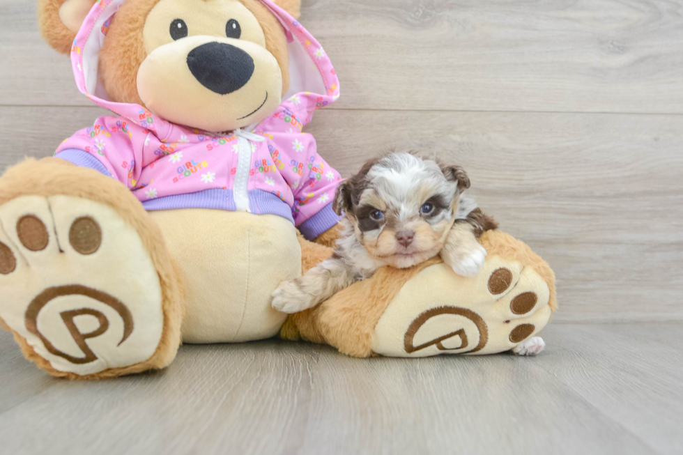 Mini Aussiedoodle Puppy for Adoption