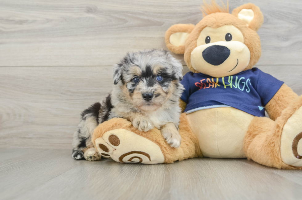 6 week old Mini Aussiedoodle Puppy For Sale - Simply Southern Pups