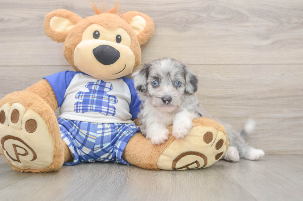 5 week old Mini Aussiedoodle Puppy For Sale - Simply Southern Pups