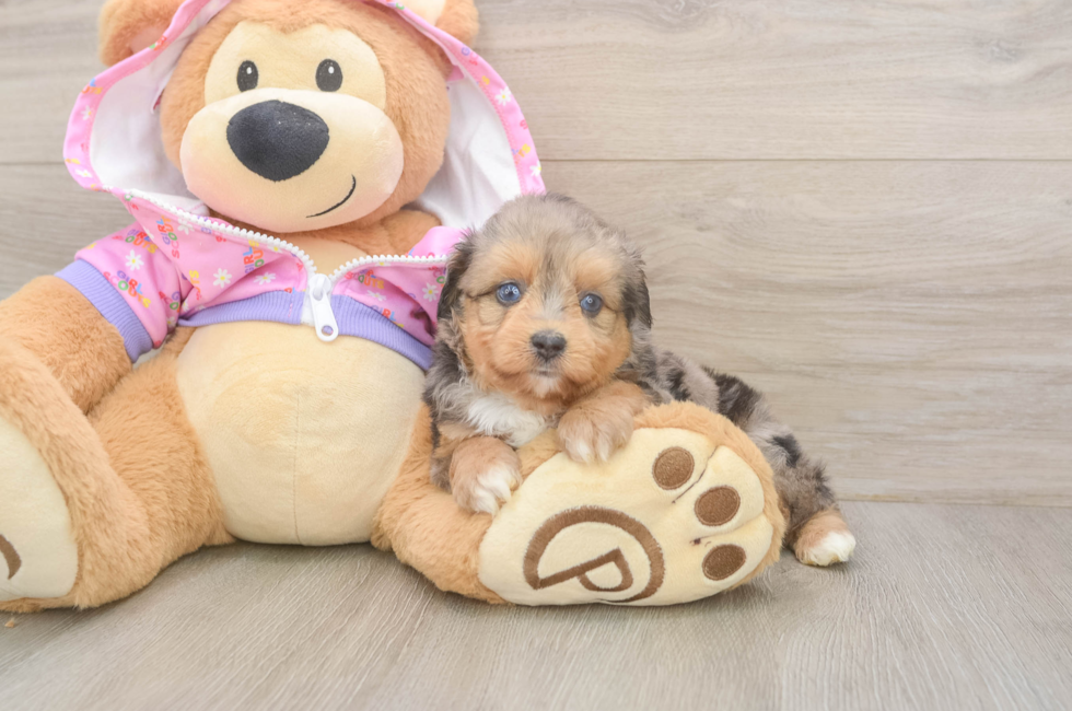 5 week old Mini Aussiedoodle Puppy For Sale - Simply Southern Pups