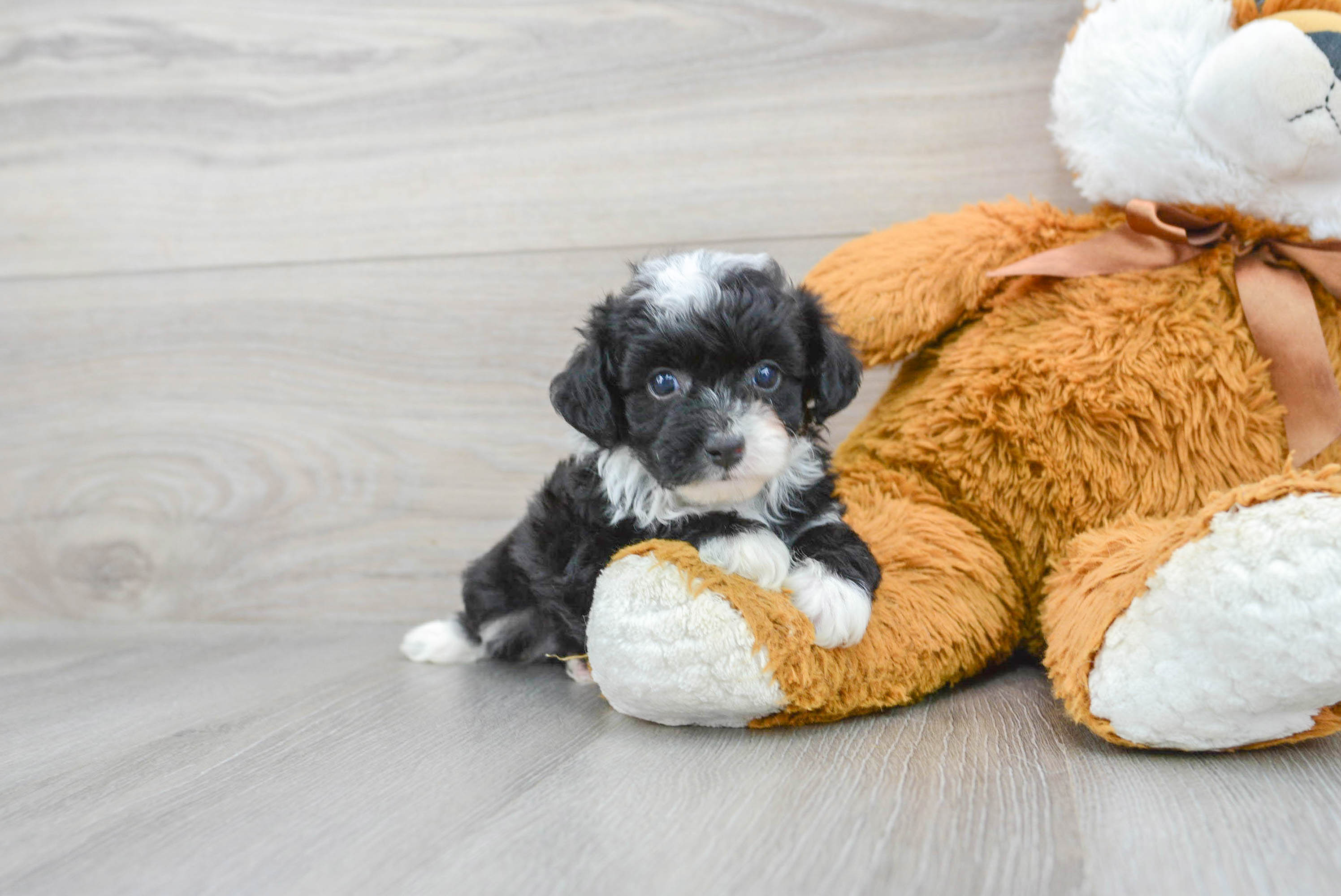 Aussiedoodle hotsell toy puppies