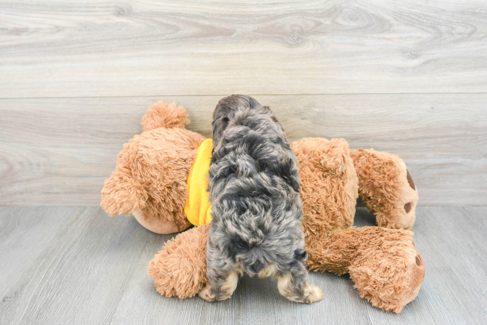 Fluffy Mini Aussiedoodle Poodle Mix Pup
