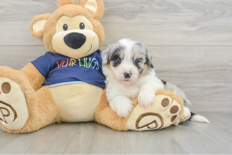 Best Mini Aussiedoodle Baby